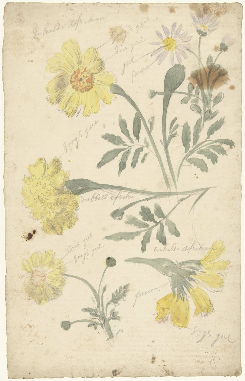 Blomstudier av ringblommor av Elias van Nijmegen