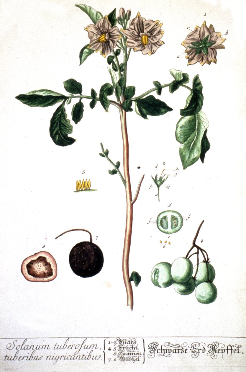 Potatisen, 1737 av Elizabeth Blackwell