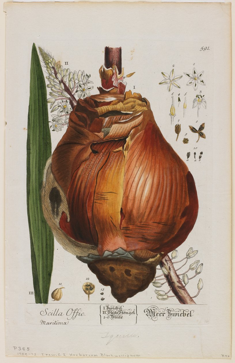 Scilla Offic, 1757-73 (handfärgad och blandad djuptryck) av Elizabeth Blackwell