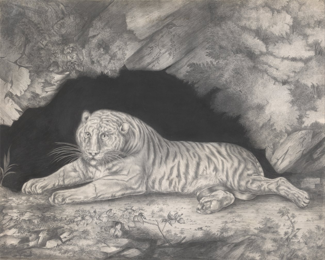 En tiger som ligger i ingången till en grotta av Elizabeth Pringle