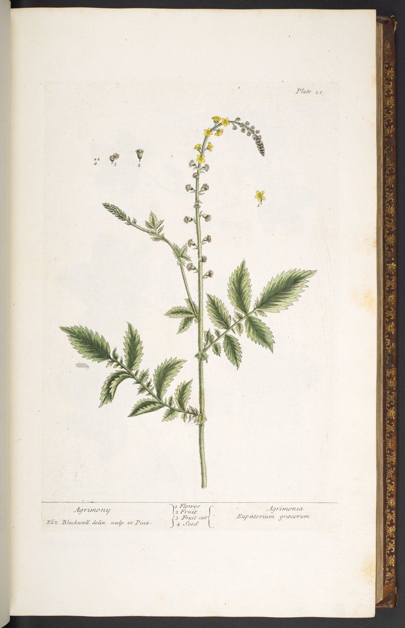 Tallrik 21, Agrimony, från 