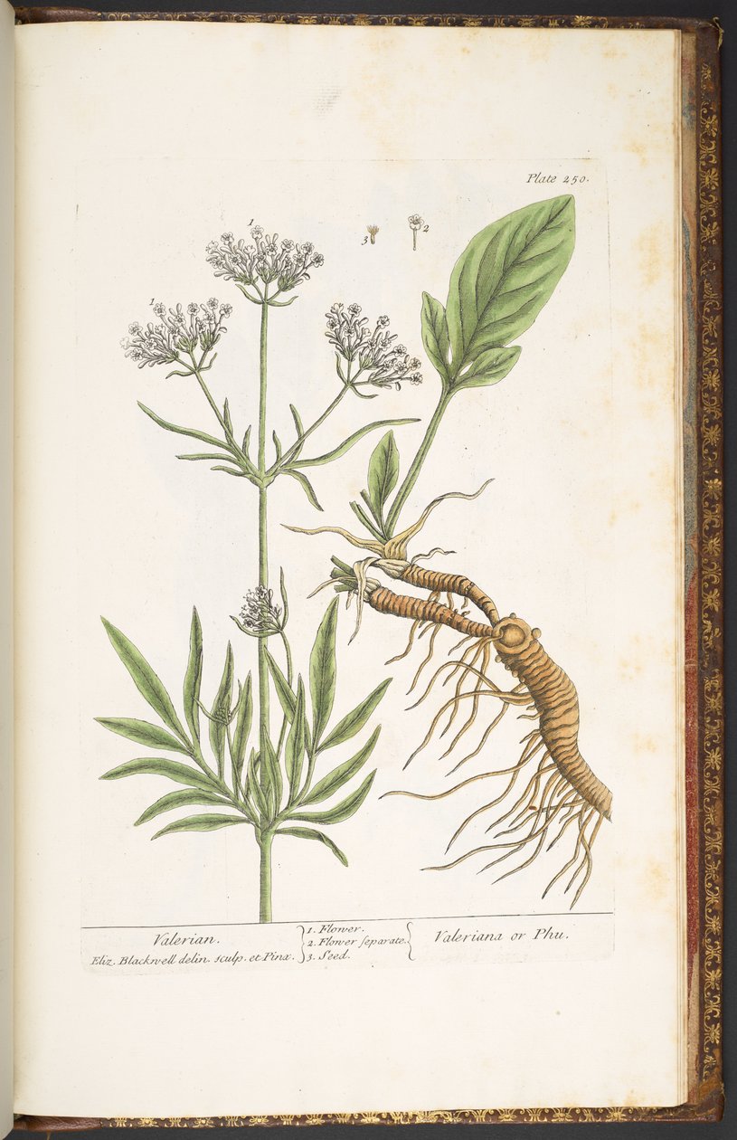 Tallrik 250, Valerian, från 