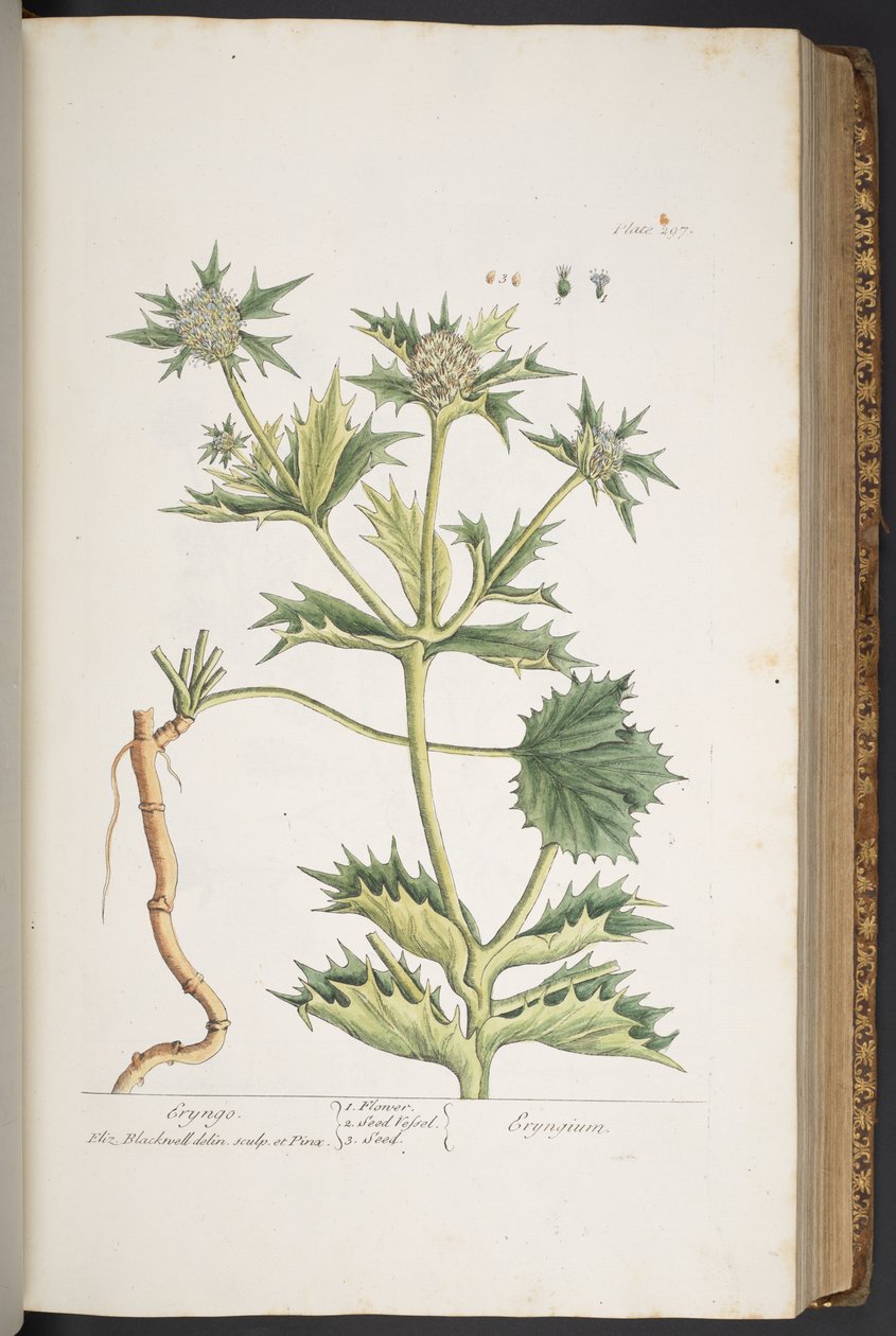 Tallrik 297, Eryngo, från 