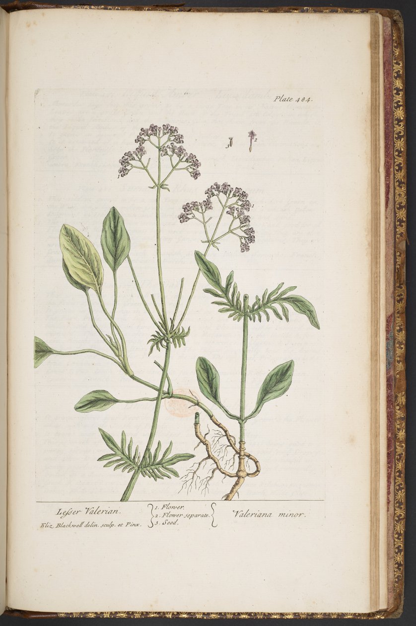 swedish av Elizabeth Blackwell