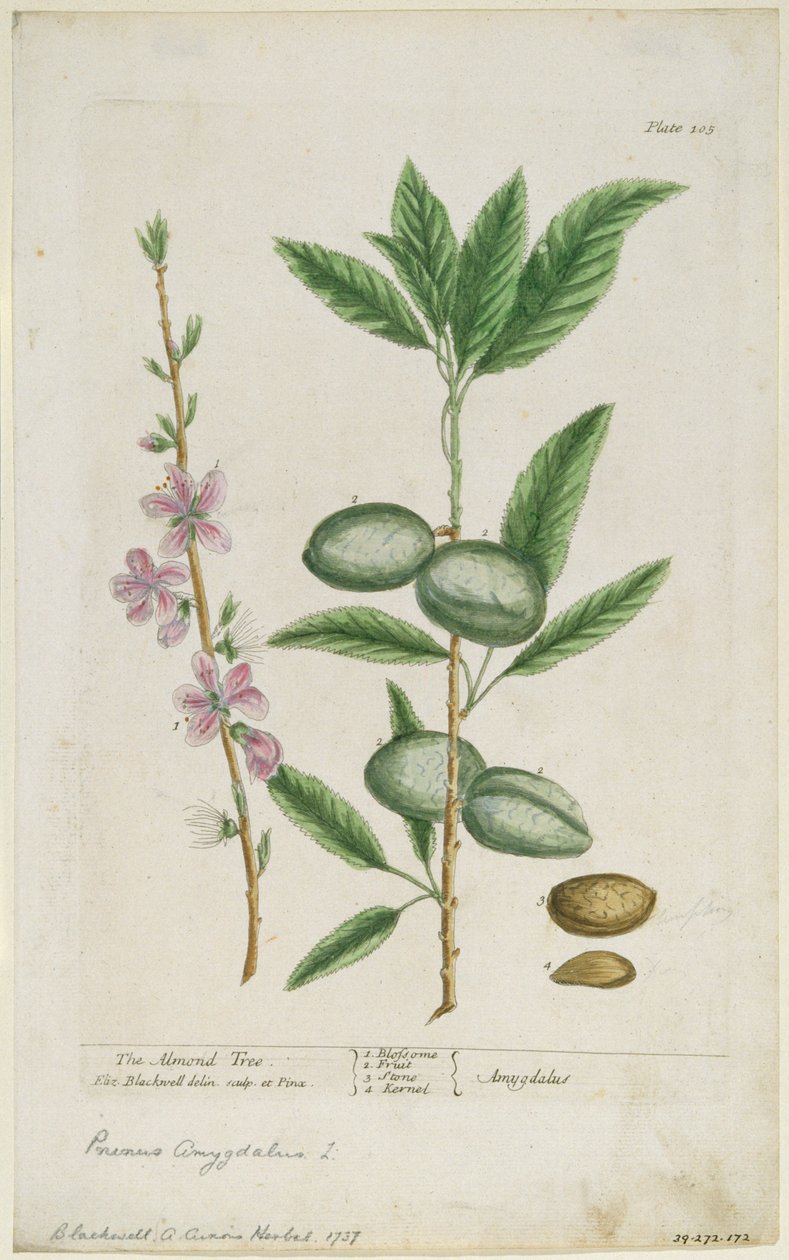 Prunus amygdalis dulcis. Sötmandel, 1737. av Elizabeth Blackwell