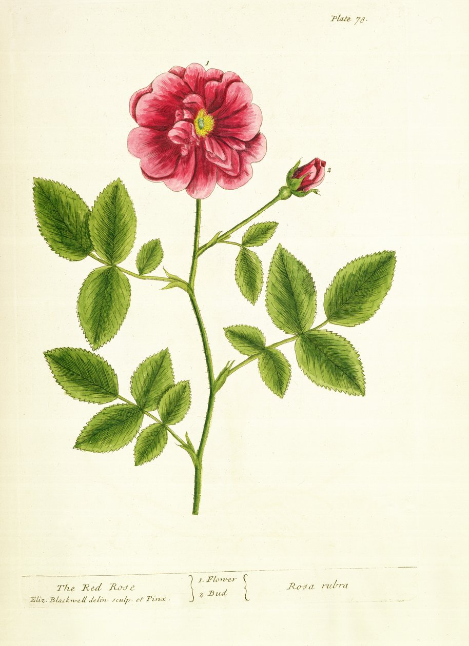 Rose: Gallica, från 