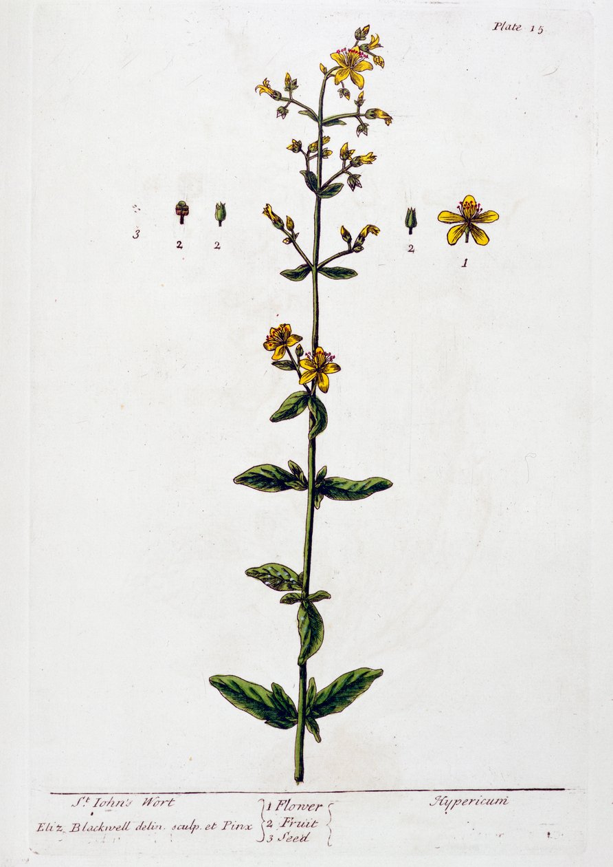 Johannesört, 1782 av Elizabeth Blackwell