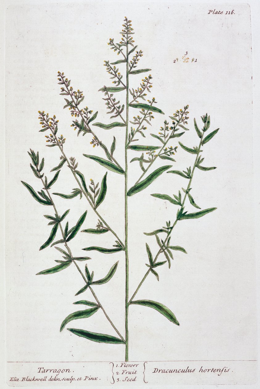 Dragon, 1782 av Elizabeth Blackwell