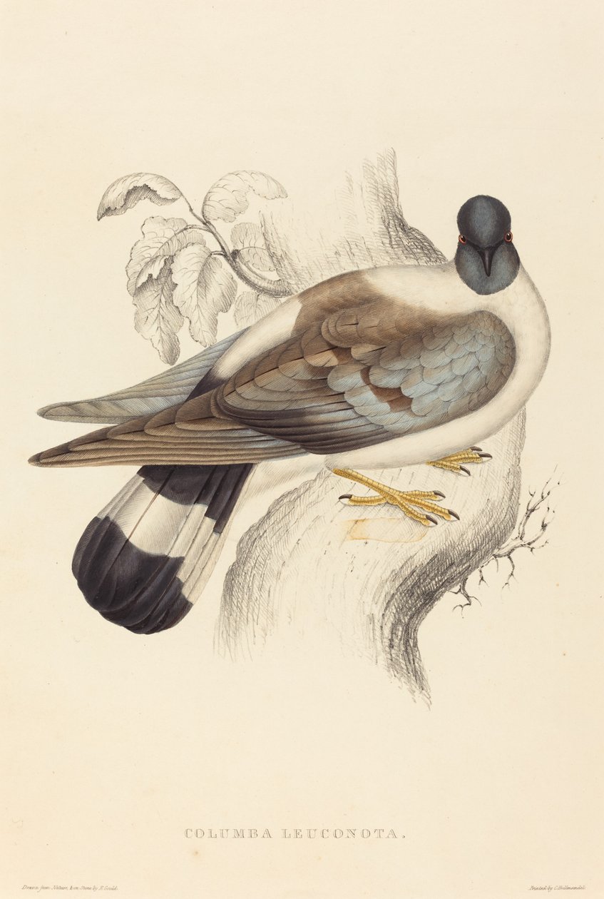 swedish av Elizabeth Gould