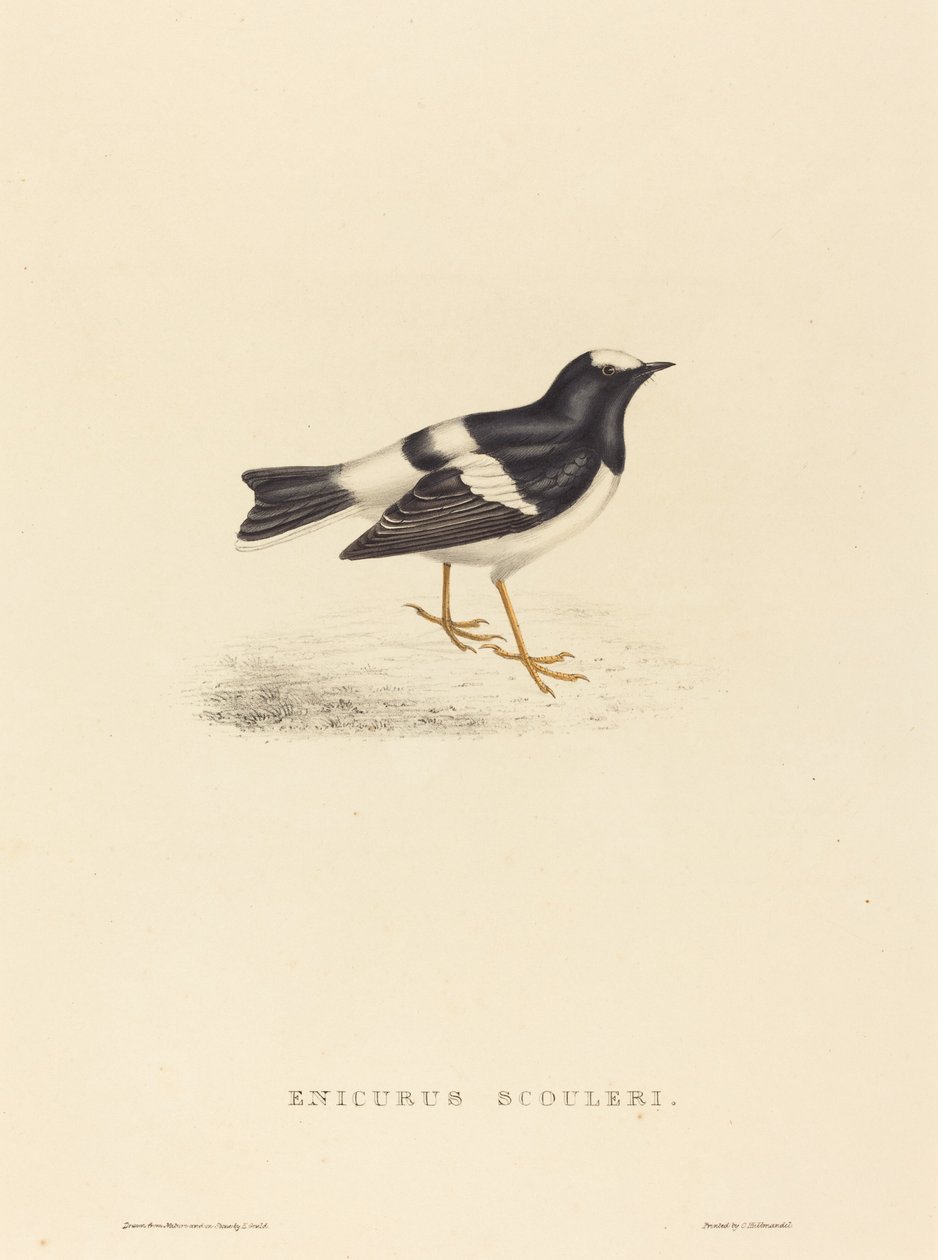 Enicurus Scouleri (lilla gaffelsvansen) av Elizabeth Gould