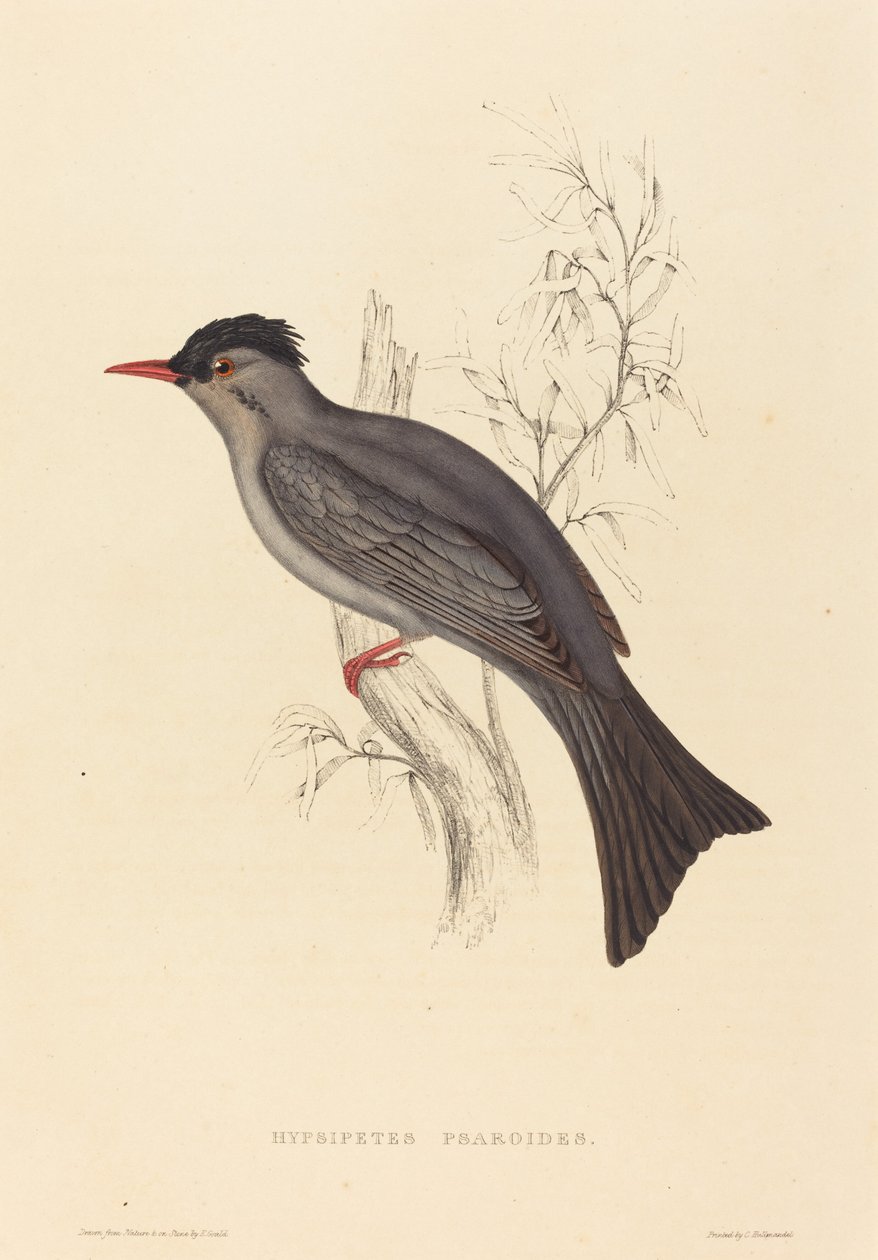 Hypsipetes Psaroides (Black Bulbul) av Elizabeth Gould