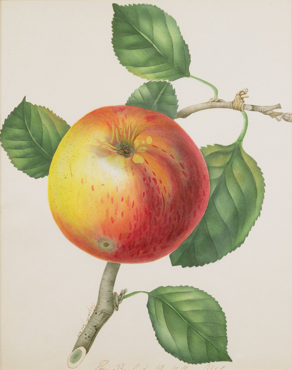 An Apple, ca 1835 (wc) av Elizabeth Jane Hill