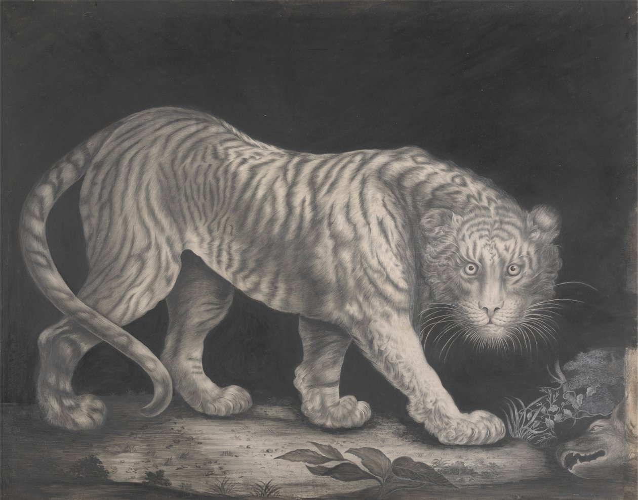 En slingrande tiger av Elizabeth Pringle