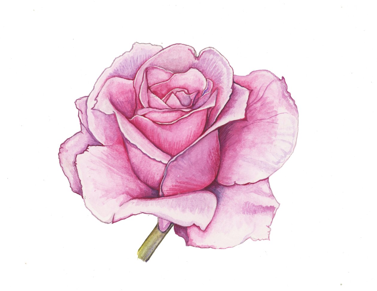 Rosa ros, 2012 (akvarell) av Elizabeth Rider