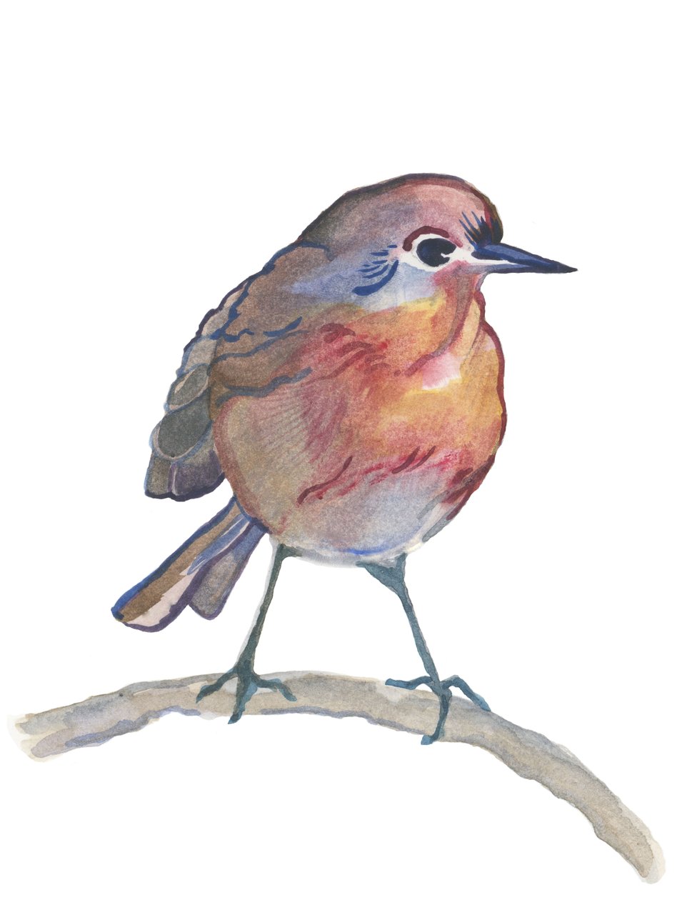 Robin, 2017 (akvarell) av Elizabeth Rider