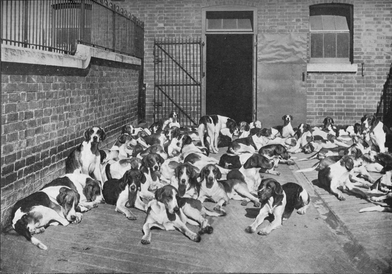 The Cottesmore Pack, c1902, 1903 av Elliott and Fry