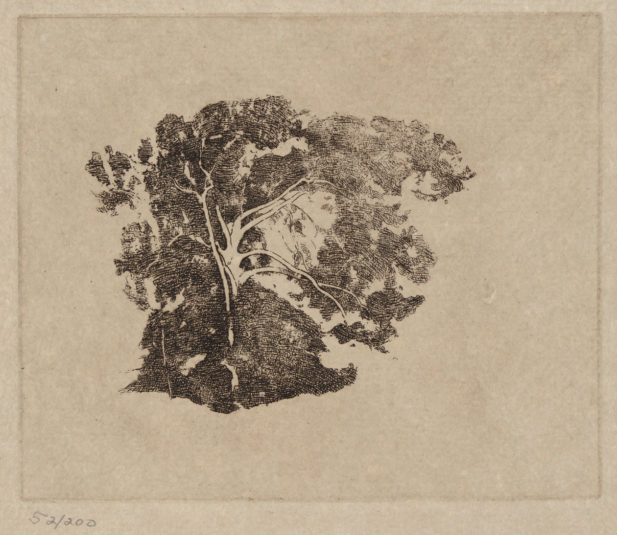 Trädstudie av Emil Carlsen