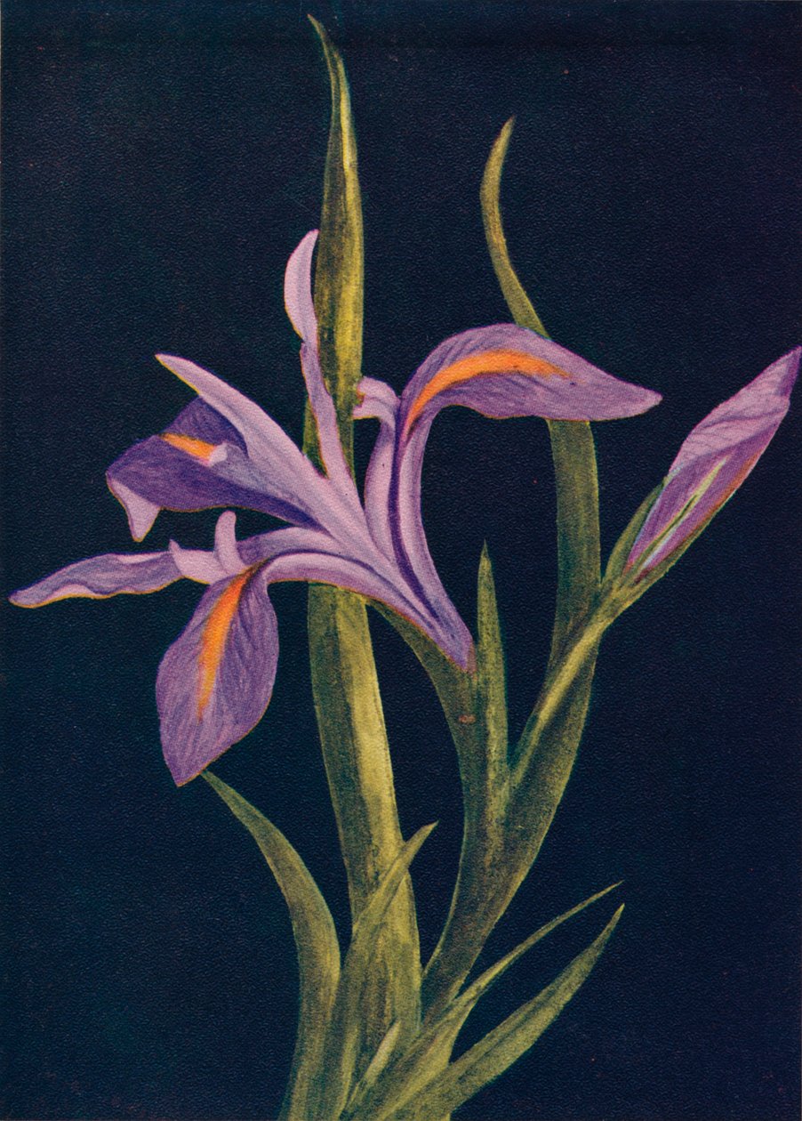 Ground Iris, c1915, 1915 av Emma Graham Clock