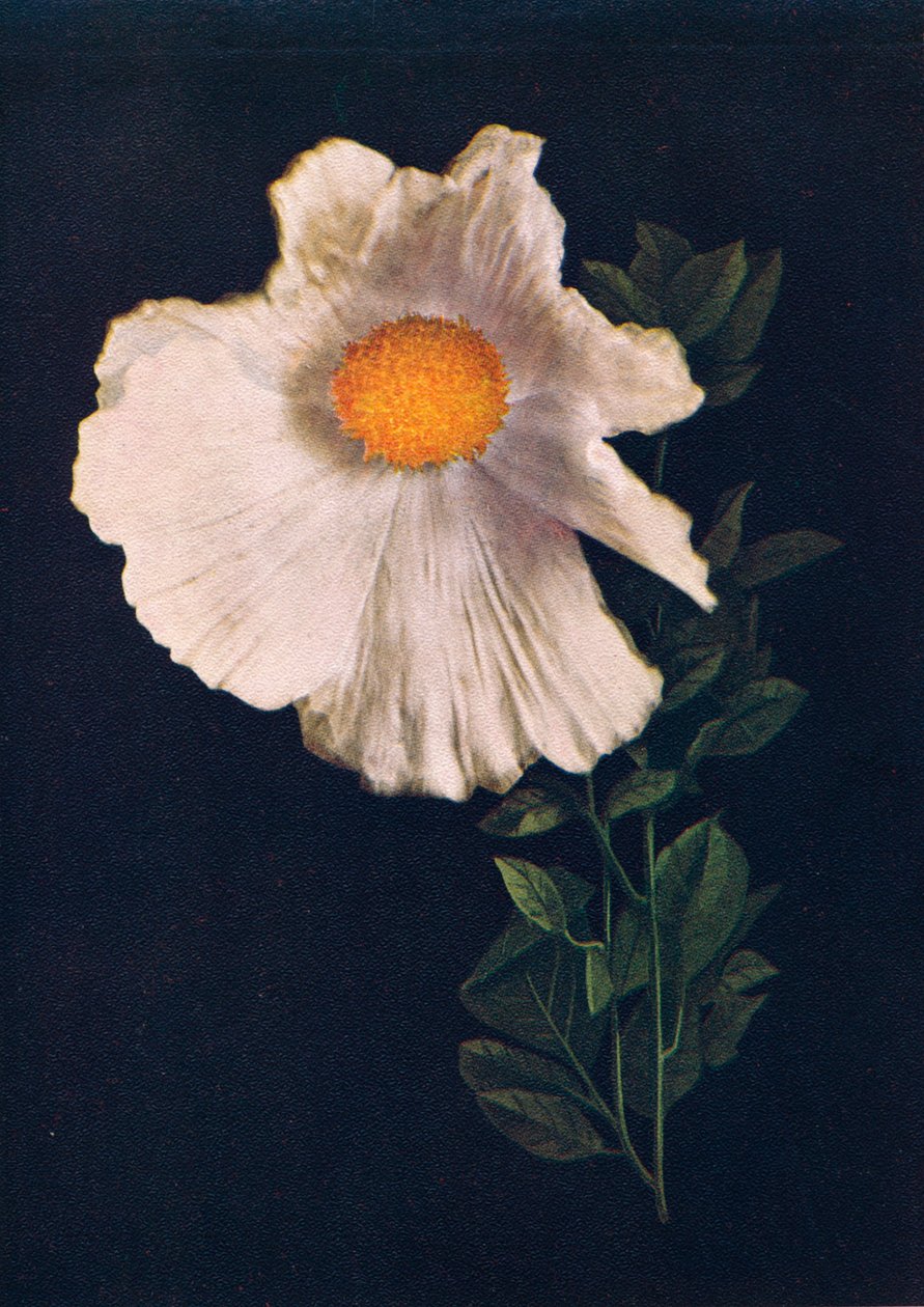 Matilija Poppy, c1915, 1915 av Emma Graham Clock