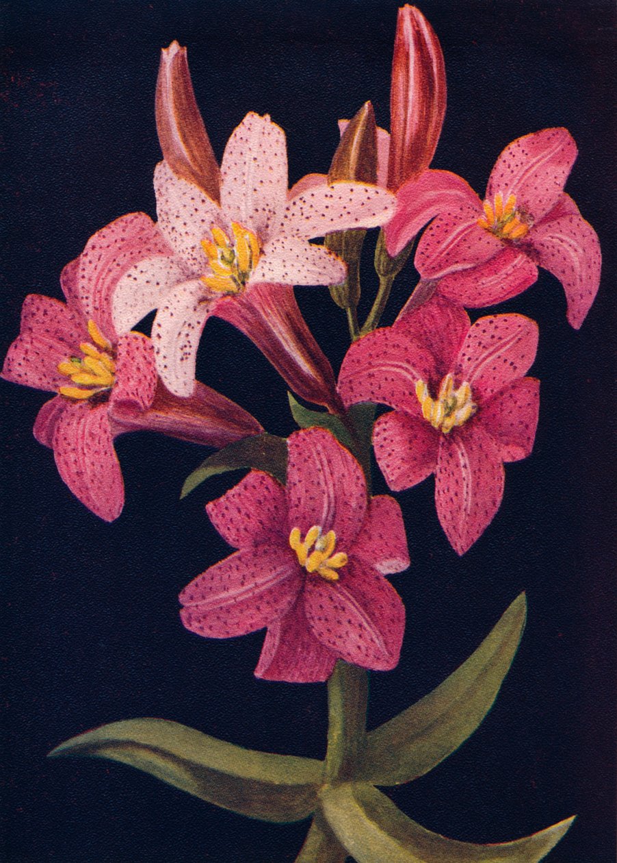 Ruby Lily, c1915, 1915 av Emma Graham Clock