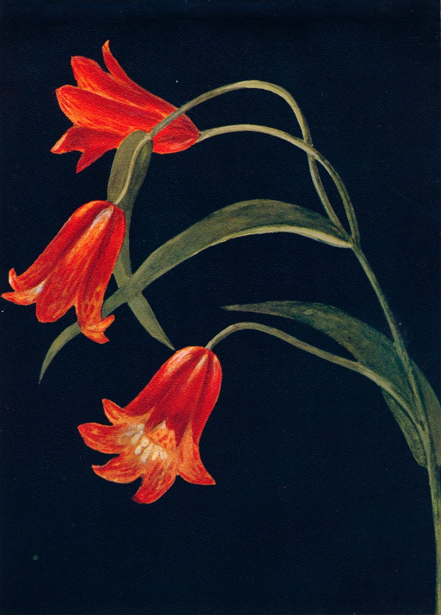 Scarlet Fritillaria, c1915, 1915 av Emma Graham Clock