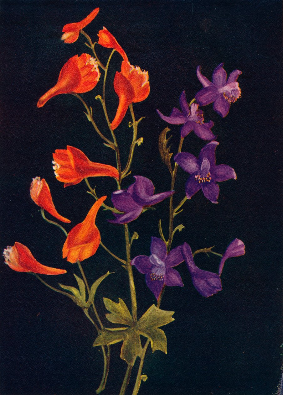 Scarlet and Blue Larkspur, c1915, 1915 av Emma Graham Clock