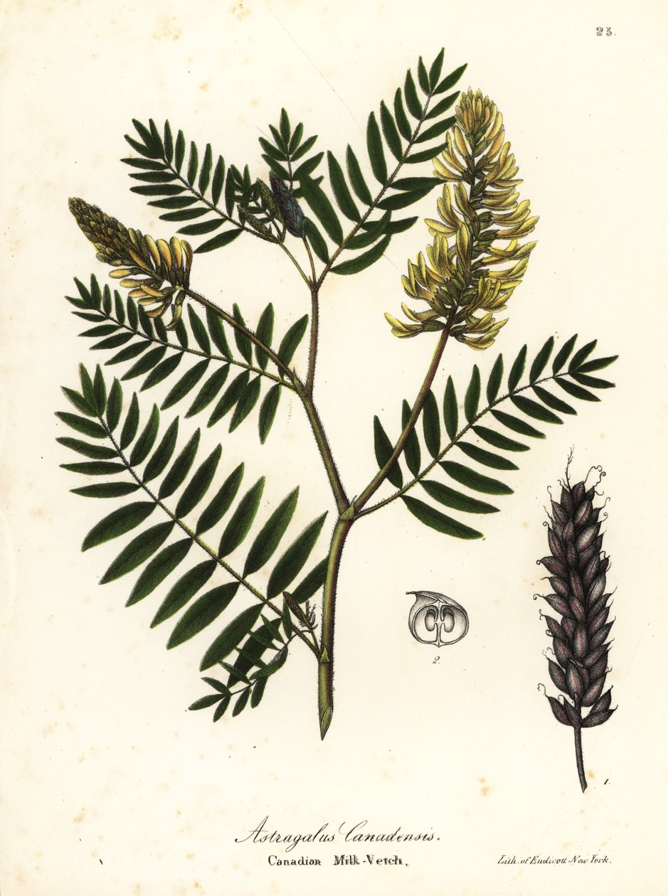 Kanadensisk mjölkvicker, Astragalus canadensis av Endicott Endicott