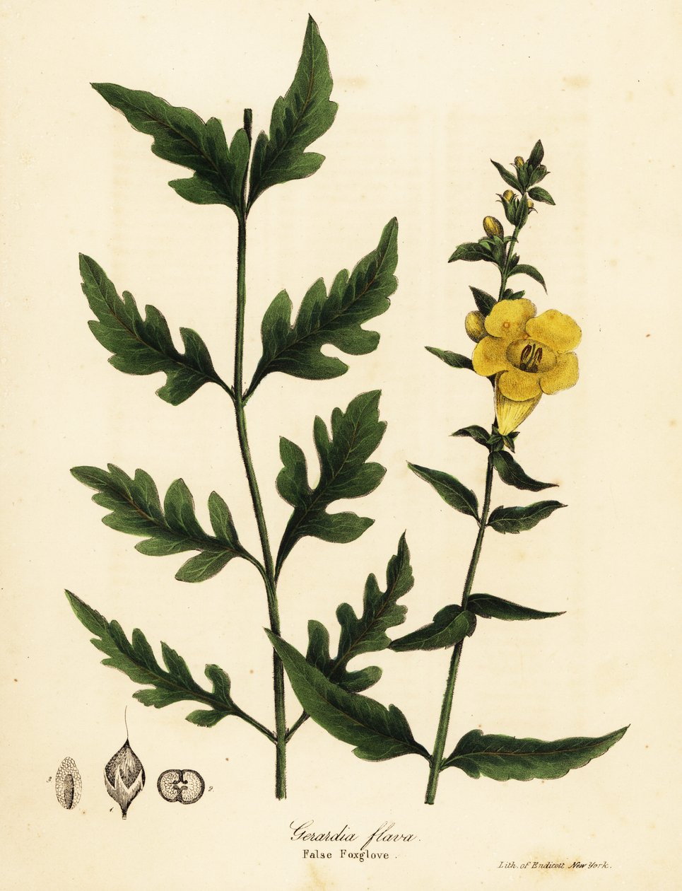 Falsk fingerborg, Aureolaria flava (Gerardia flava) av Endicott Endicott