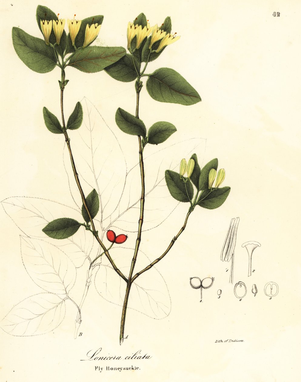 Flugkaprifol, Lonicera ciliata av Endicott Endicott