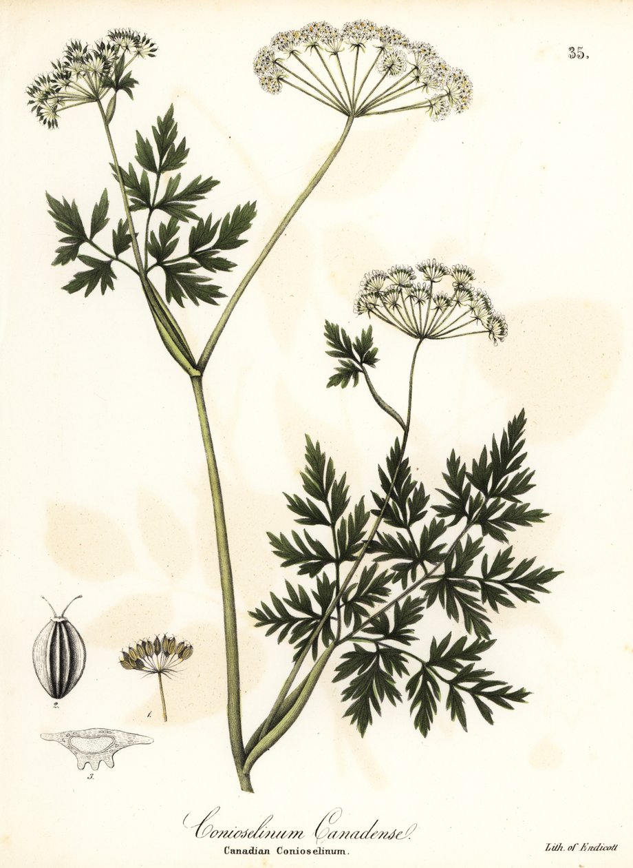 Hemlock-persilja av Endicott Endicott