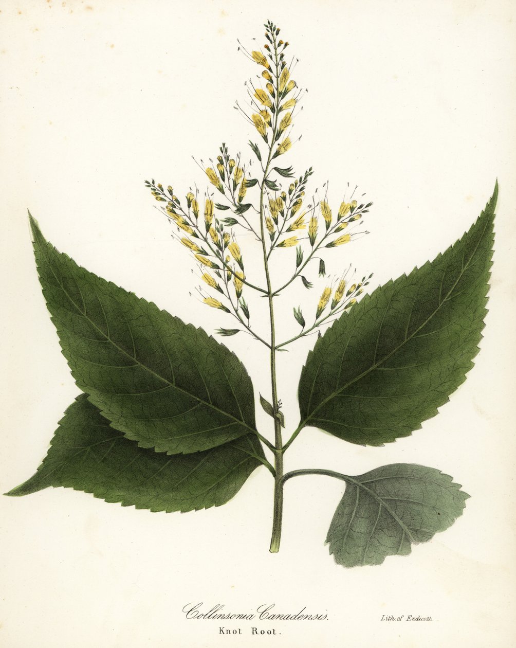 Richweed eller knutrot, Collinsonia canadensis av Endicott Endicott