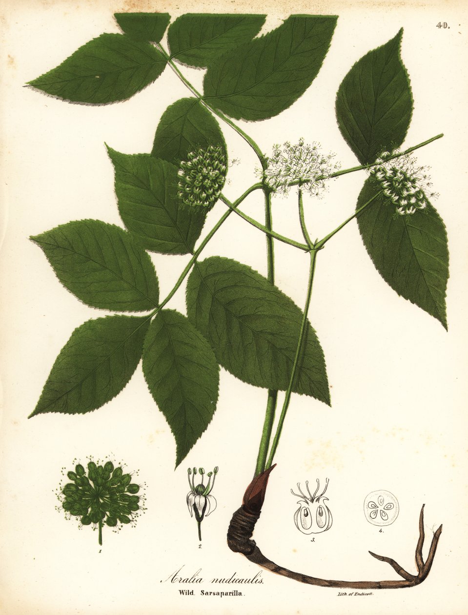 Vild sarsaparilla, Aralia nudicaulis av Endicott Endicott