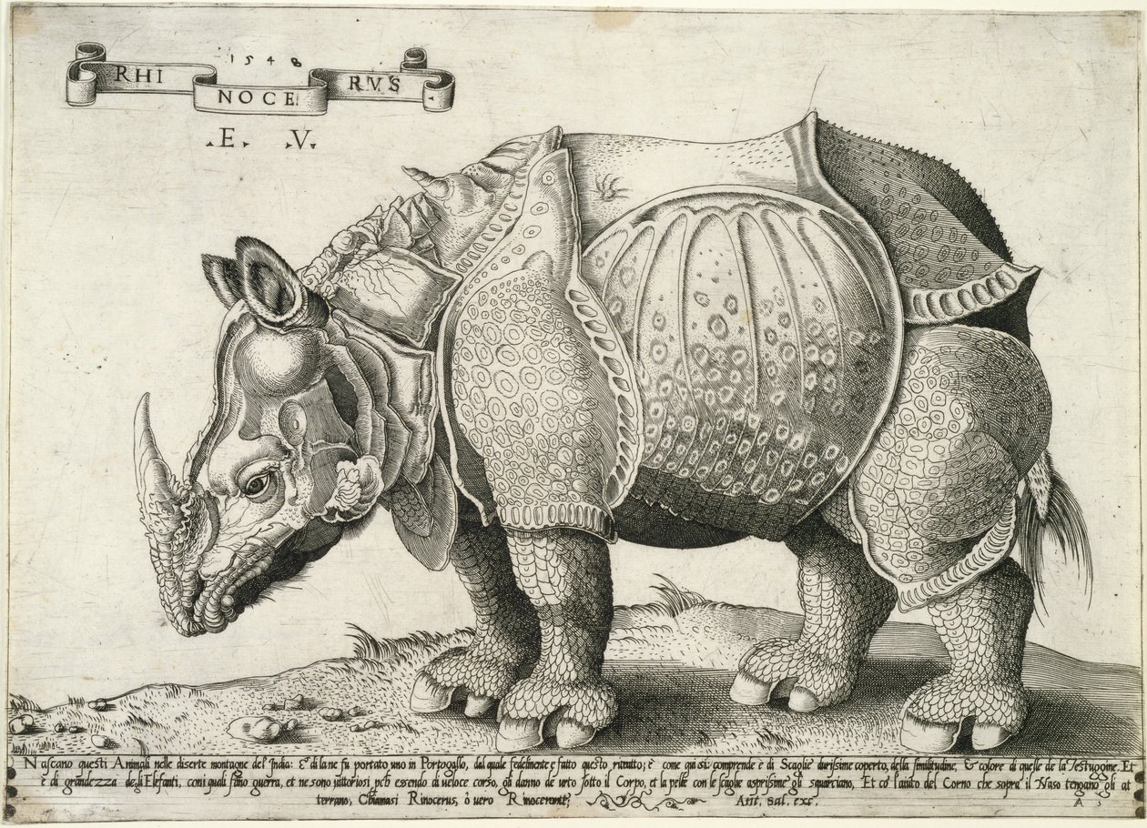 Noshörning, 1548 av Enea Vico