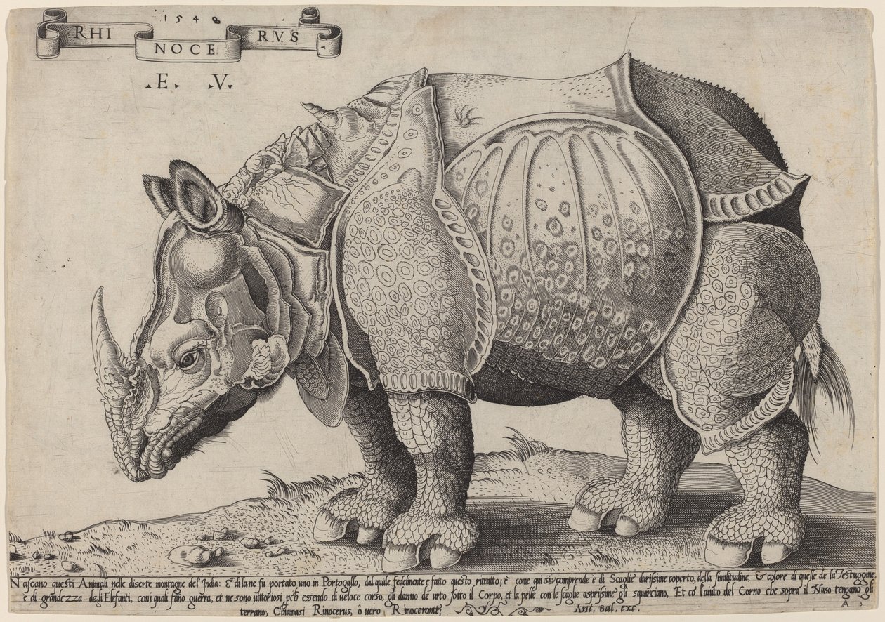 Noshörning av Enea Vico after Albrecht Dürer