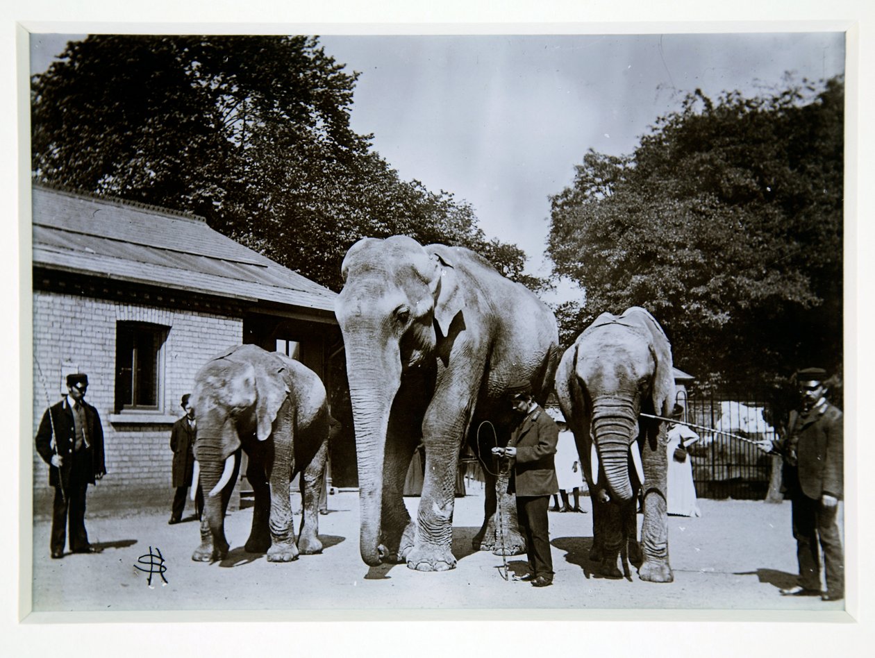 Jumbo the Elephant på London Zoo, 1870-talet av English Photographer