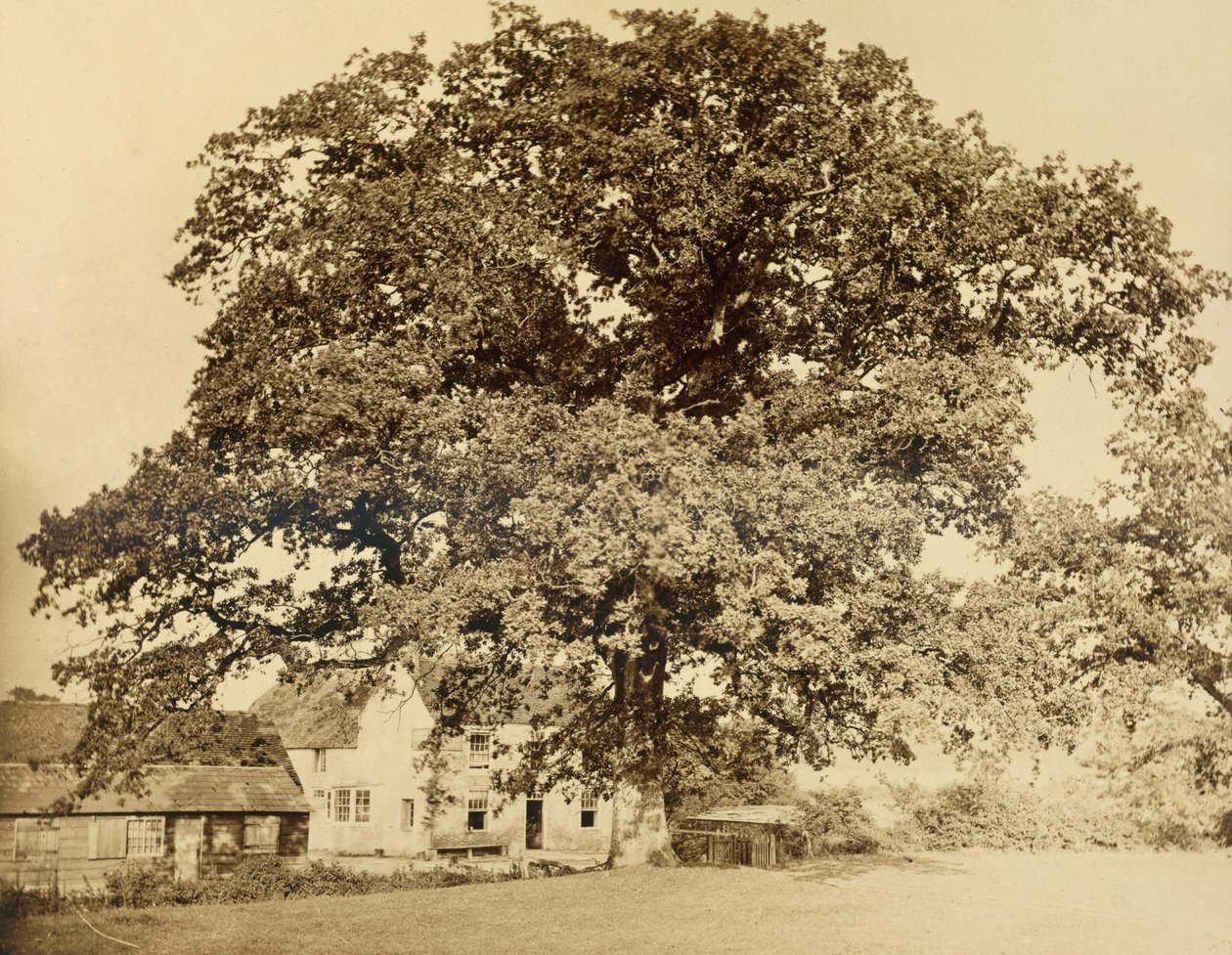 Ek (på sommaren), Friars Oak, Clayton, Sussex, 1860, (albumintryck från vått kollosionsnegativ) av English Photographer