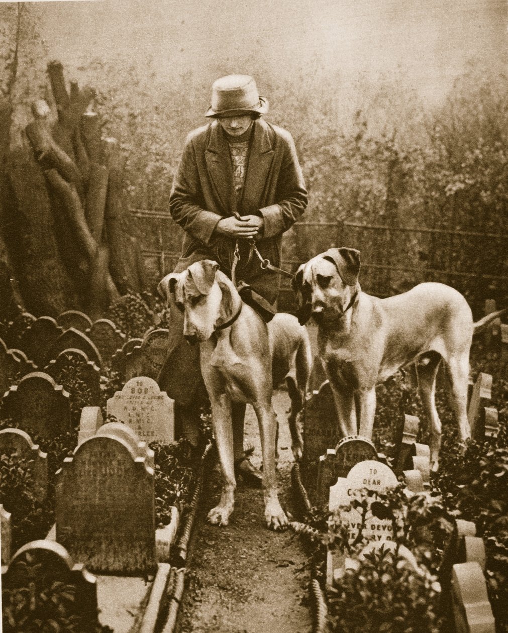 Två Great Danes på en hundkyrkogård, Victoria Gate, nära Marble Arch (sepiafoto) av English Photographer