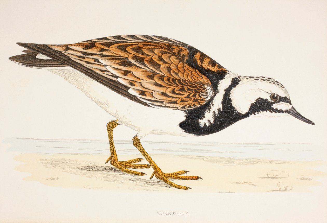 A Turnstone, från ett 1800-talstryck c.1877 av English School