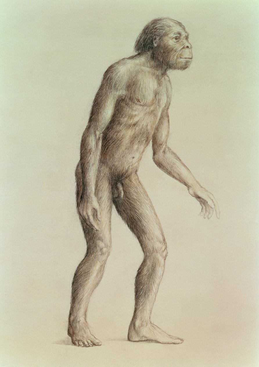 Australopithecus Africanus av English School