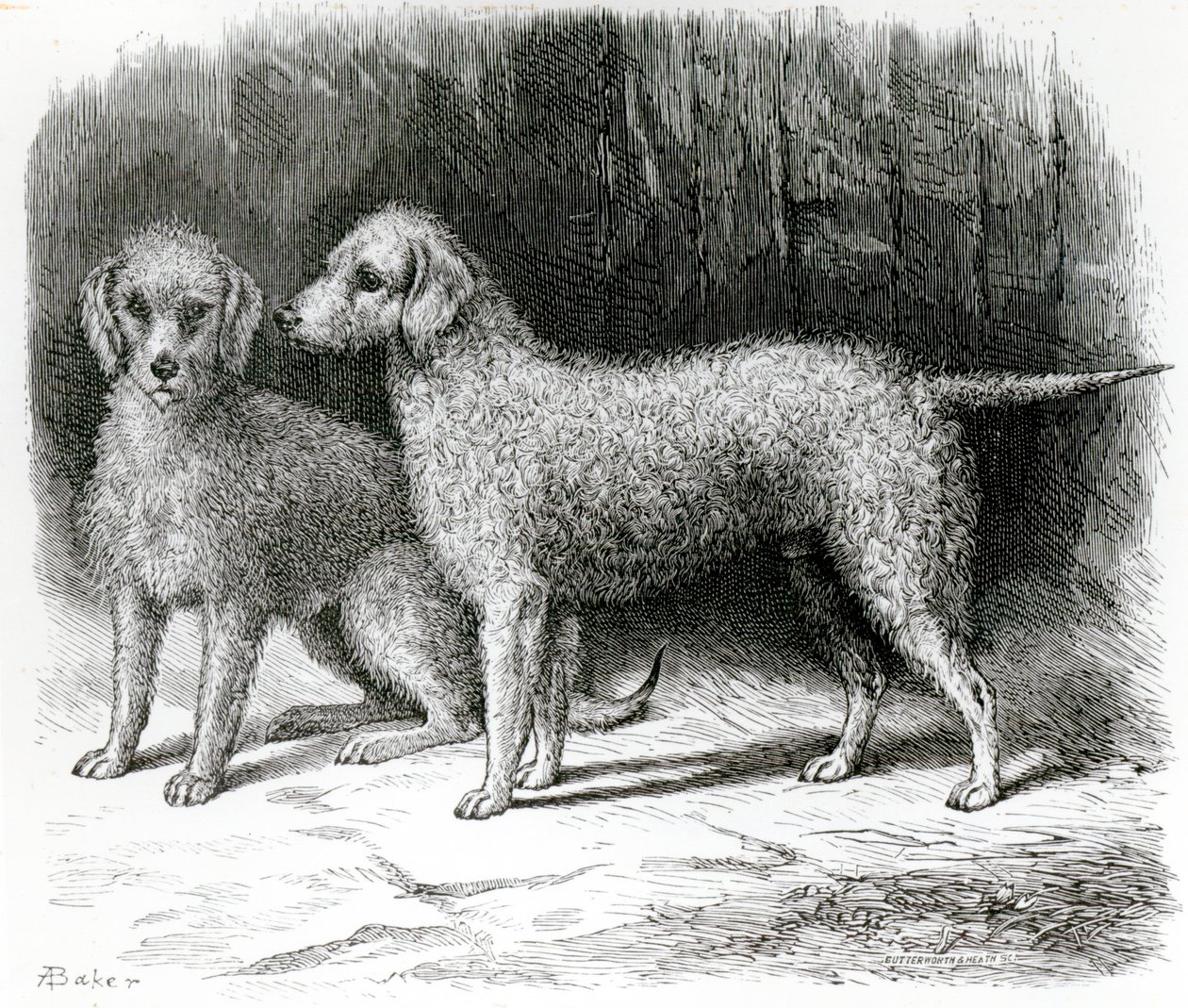Bedlington Terriers- Mr. F. Armstrongs "Rosebud" och Mr. A. Armstrongs "Nailor" av English School