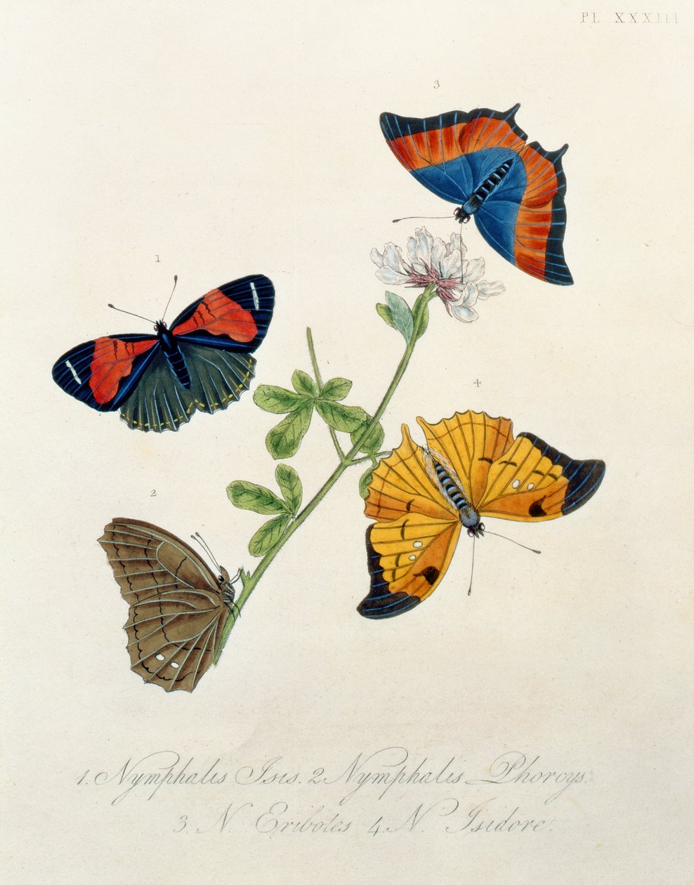 Fjärilar, från Insects of India av Edward Donovan (1768-1837) av English School