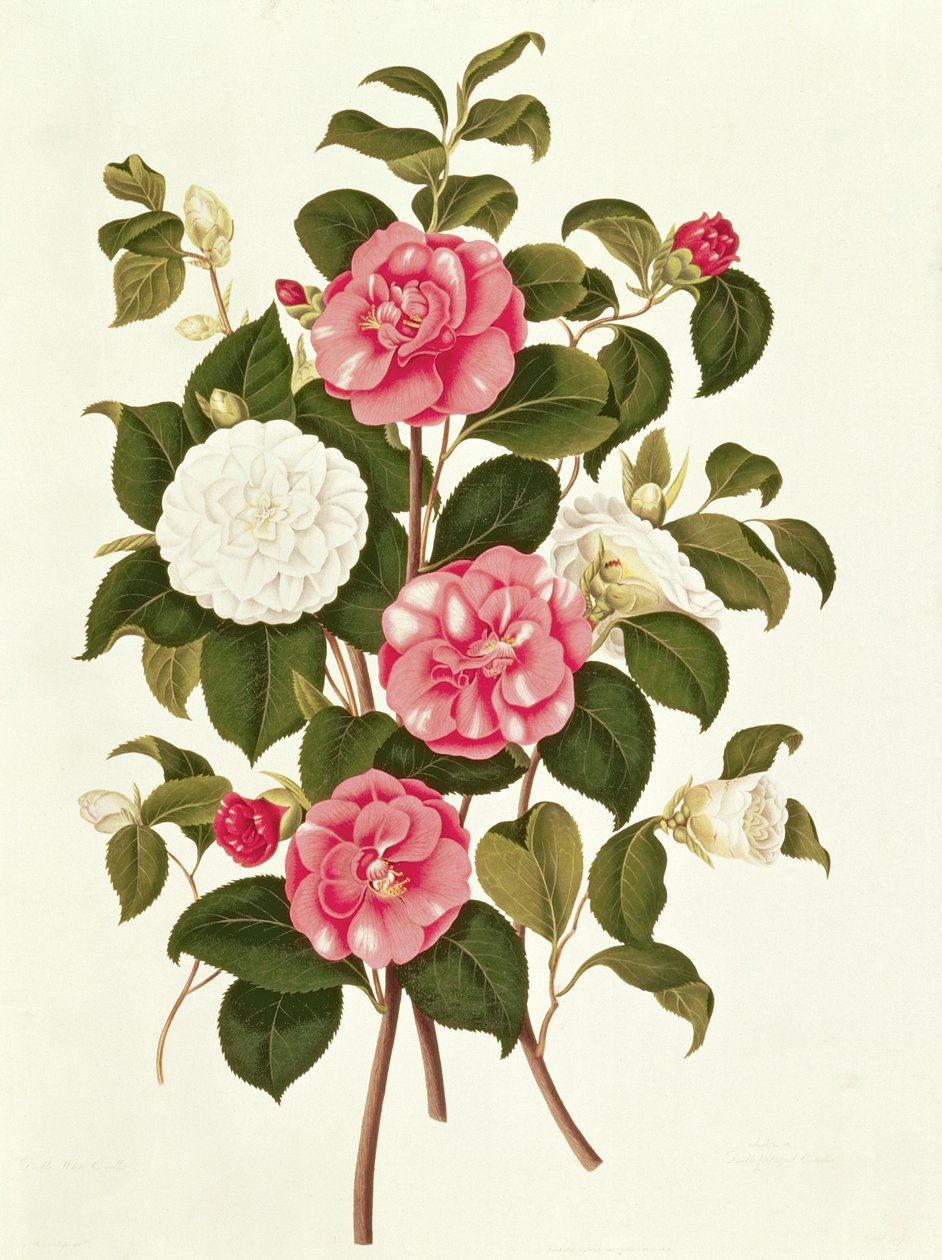 Camellia (dubbelvit och randig) från A Monograph on the Genus of the Camellia (färglitografi) av English School