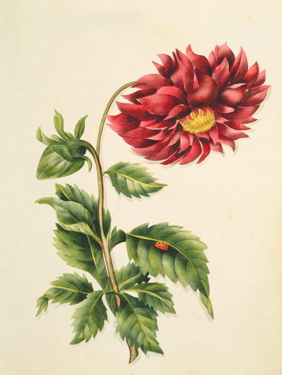 Chrysanthemum, from Flowers, an English Botanical Manuscript, c.1840 (wc) av English School