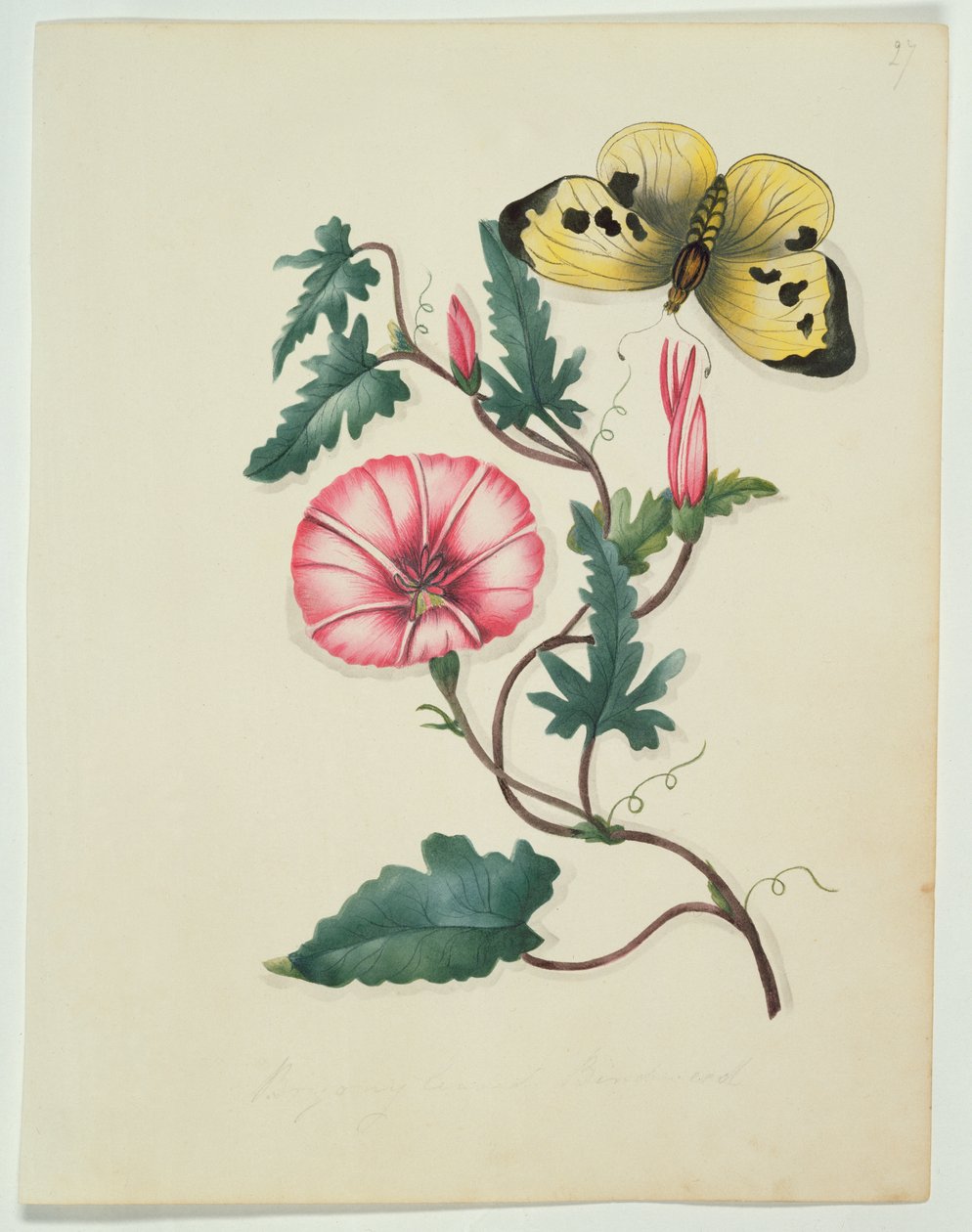 Convolvulus with Yellow Butterfly, från `Flowers, an English Botanical Manuscript, c.1840 (wc) av English School