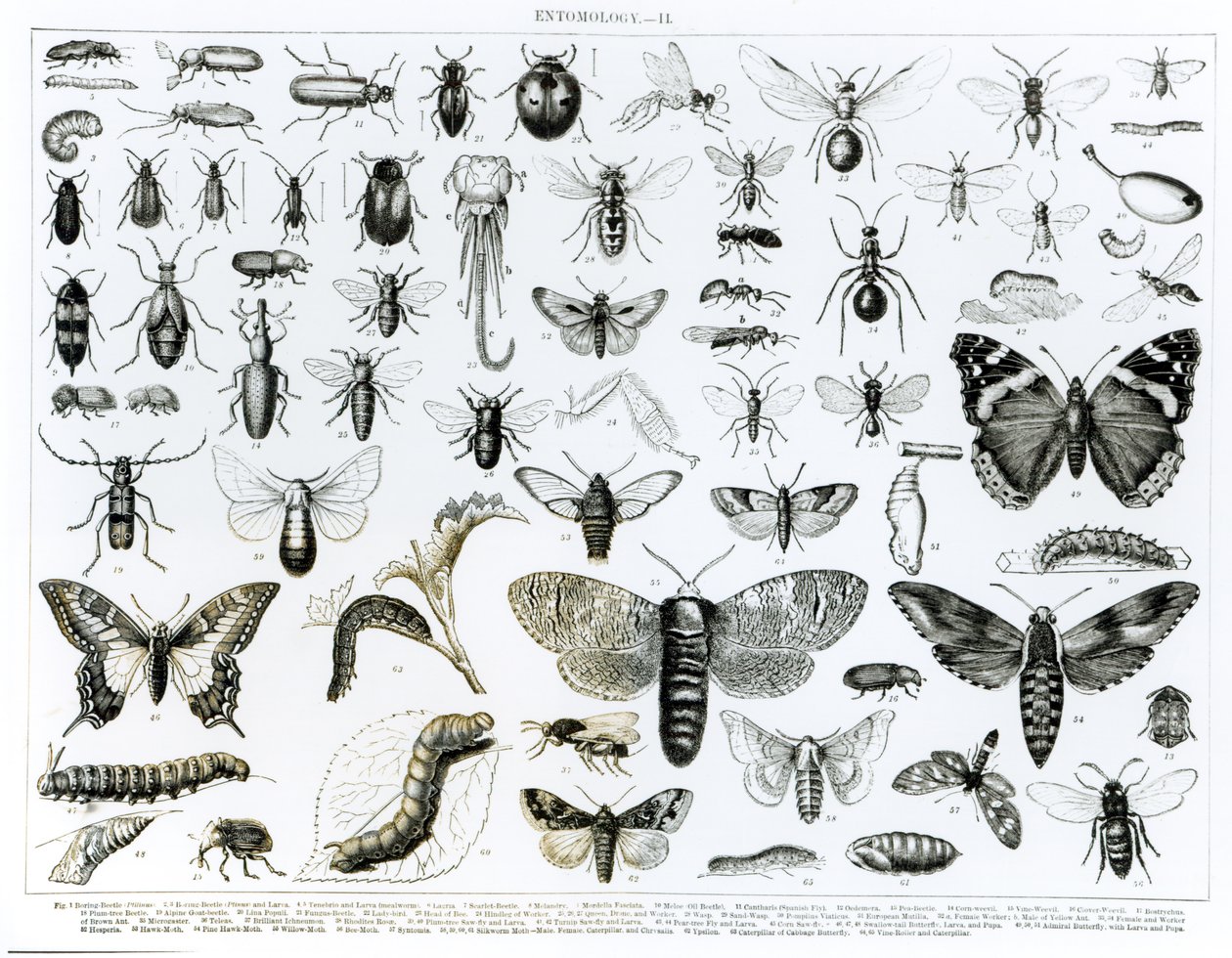 Entomologi av English School
