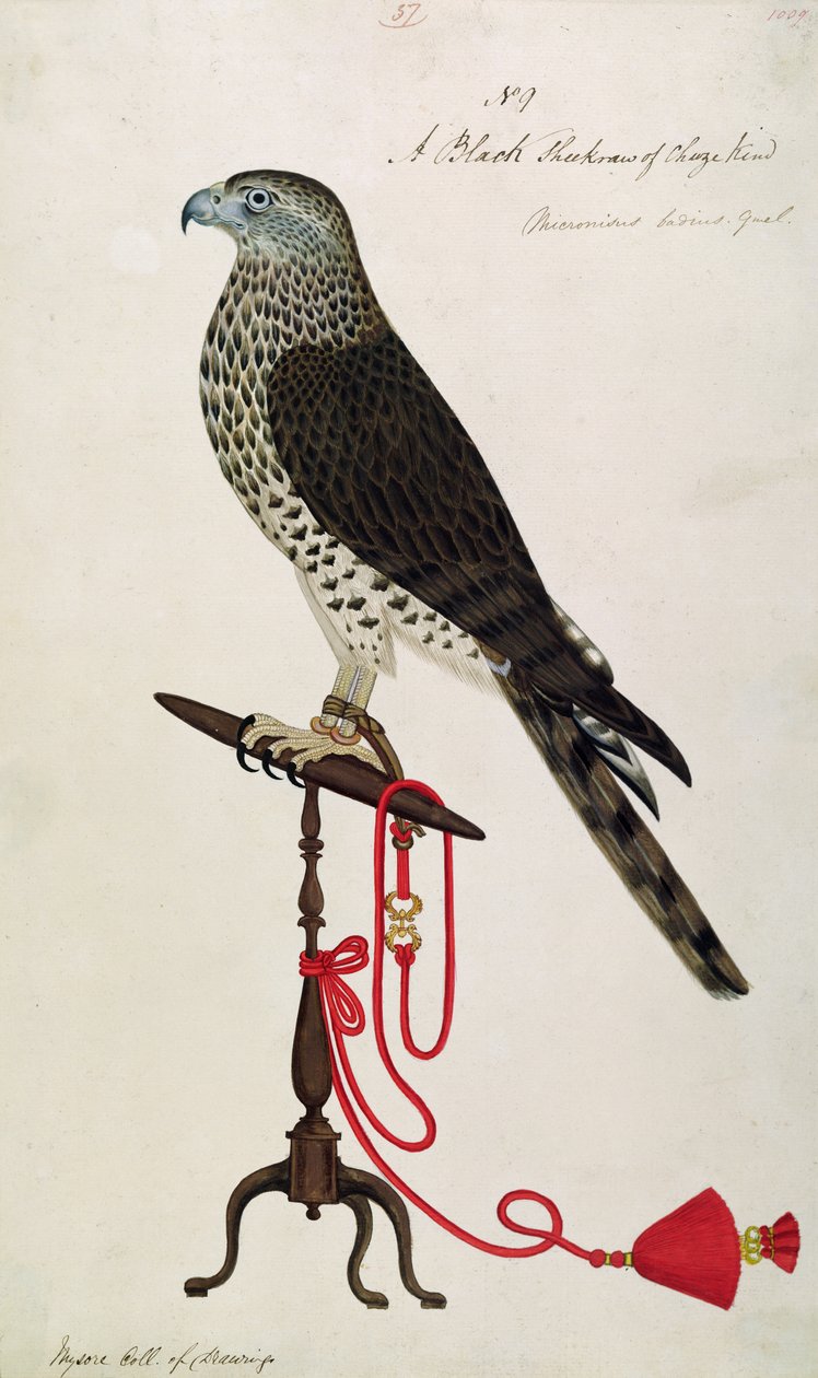 Indian Sparrow-Hawk (penna och bläck och toalett på papper) av English School