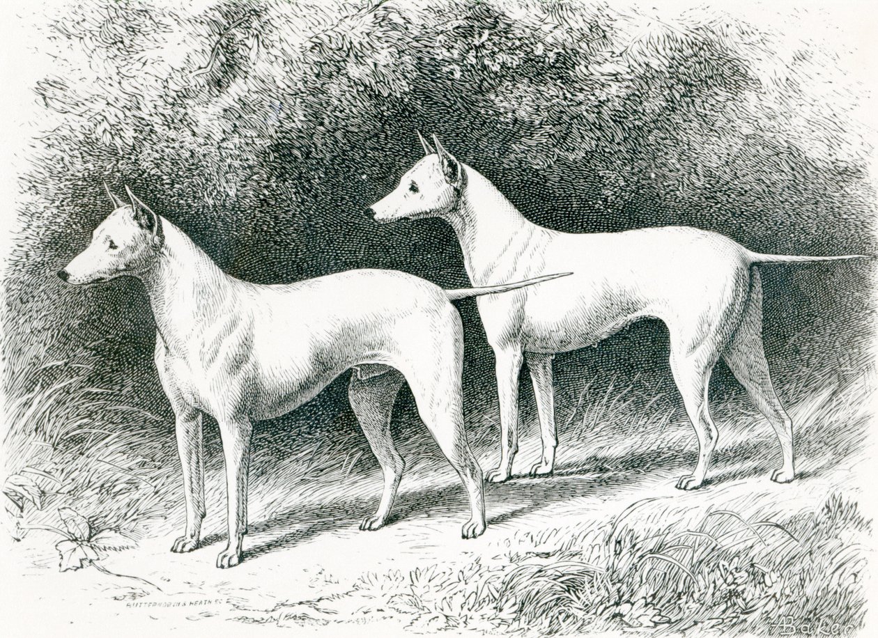 Mr. Vero Shaws vita engelska terrier "Sylvio" och "Sylph" av English School