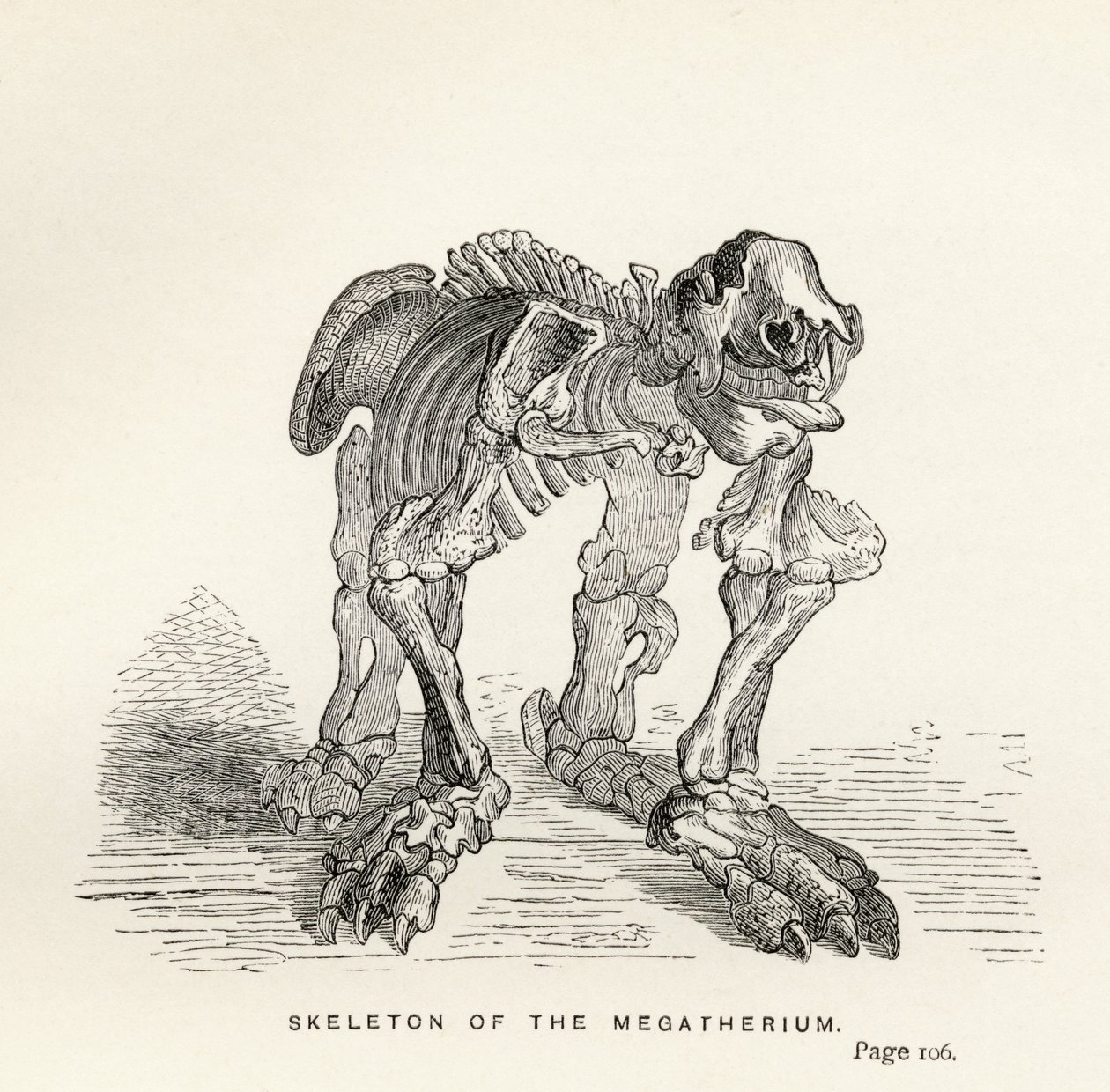 Skelett av Megatherium, från Charles Darwins (1809-82) "Journal of Researches", publicerad i London 1890. av English School