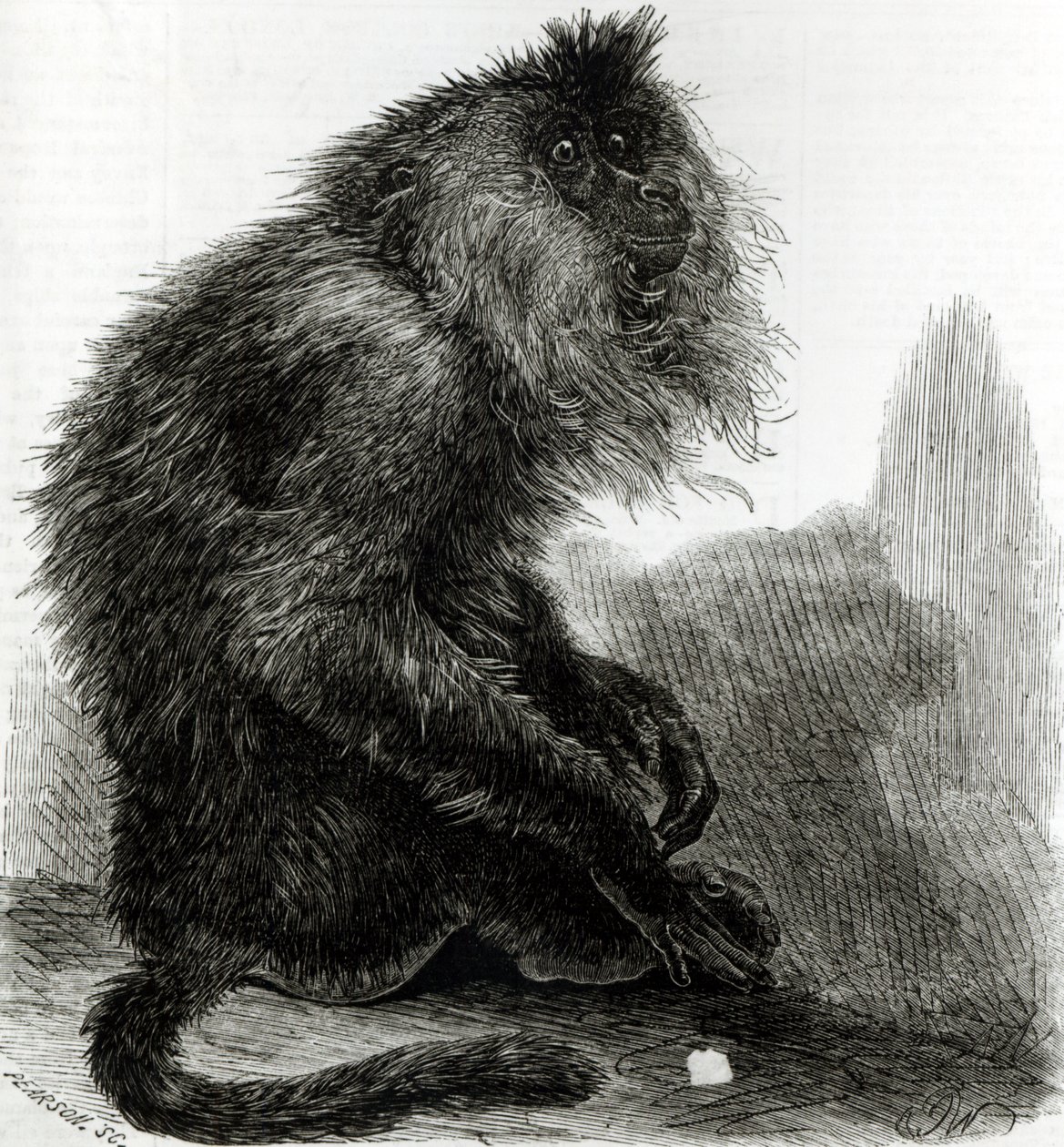 The Indian Waderoo Monkey (Silenus Veter) graverad av Pearson, oktober 1859 av English School