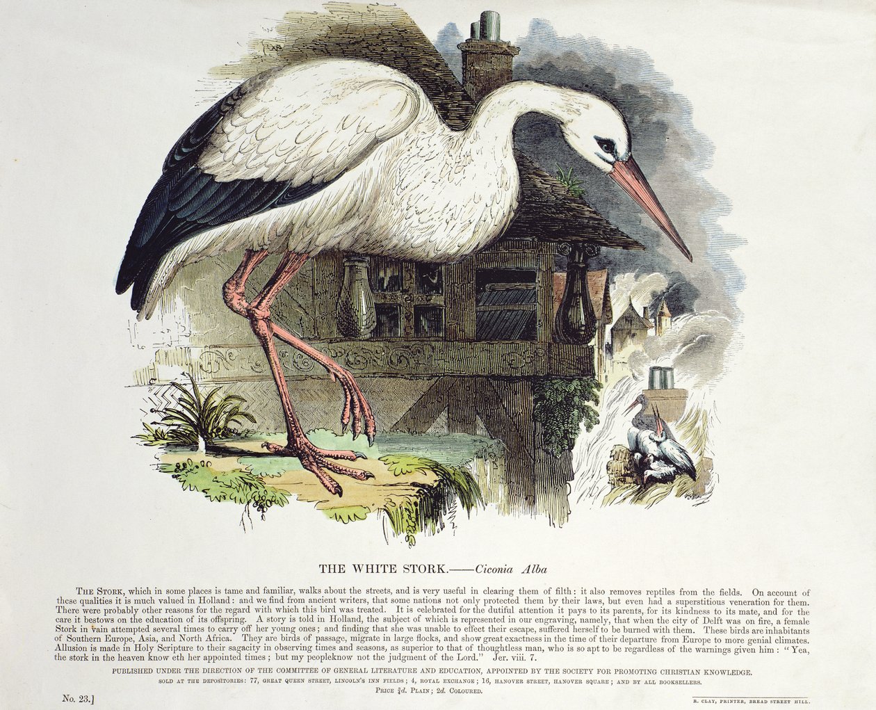 Vit stork (Ciconia Alba) av English School